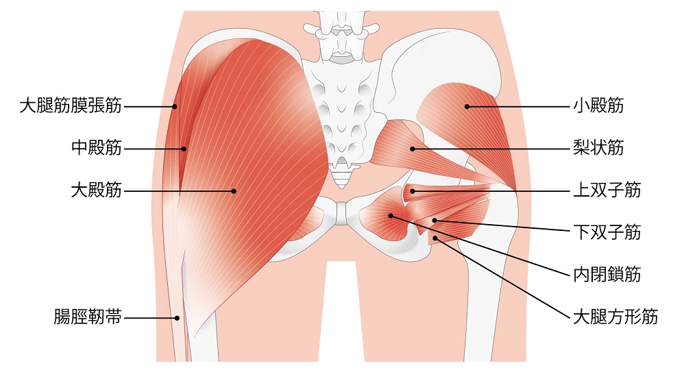 大臀筋